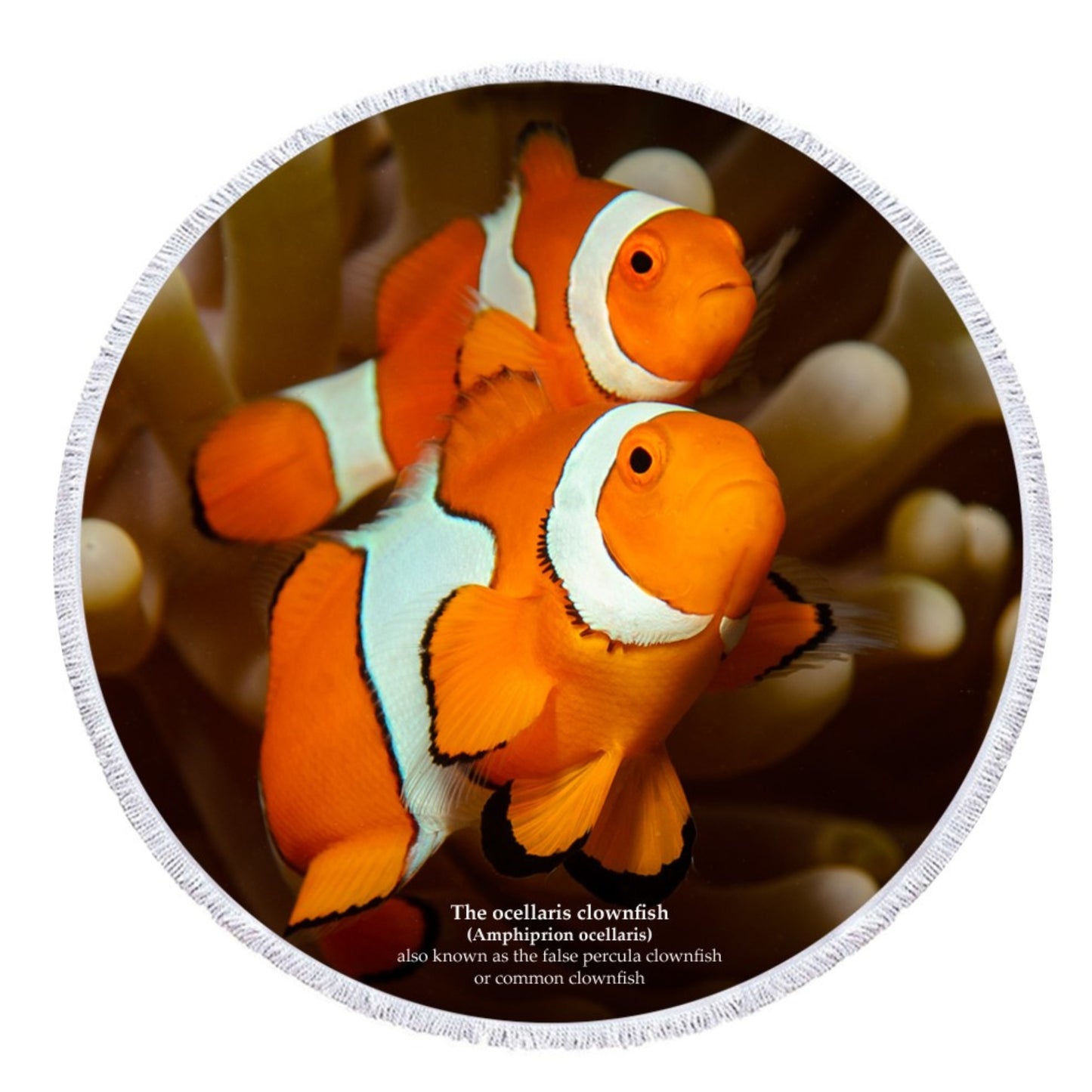 Clownfisch - Anpassbar